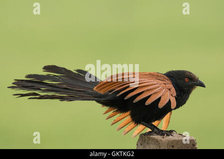 Greater coucal or Crow pheasant (Centropus sinensis) Stock Photo