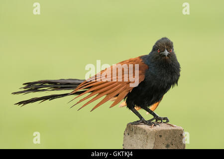 Greater coucal or Crow pheasant (Centropus sinensis) Stock Photo