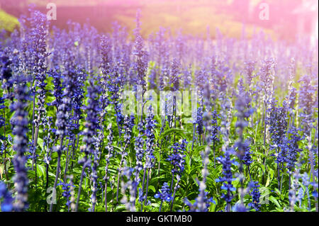 Lavender flowers at Wellington Botanic Garden, New Zealand Stock Photo