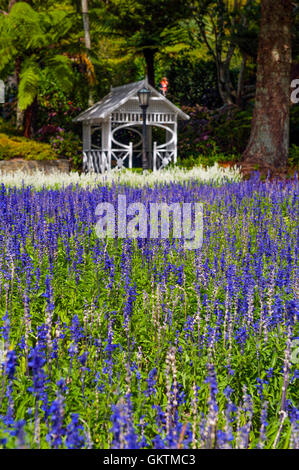 Lavender flowers at Wellington Botanic Garden, the largest public park in capital city of New Zealand Stock Photo