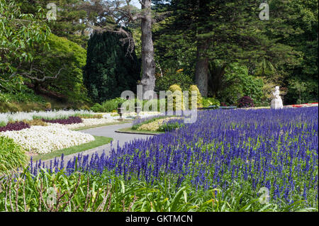 Lavender flowers at Wellington Botanic Garden, the largest public park in capital city of New Zealand Stock Photo