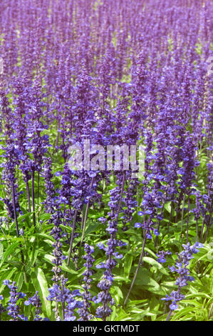 Lavender flowers at Wellington Botanic Garden, New Zealand Stock Photo