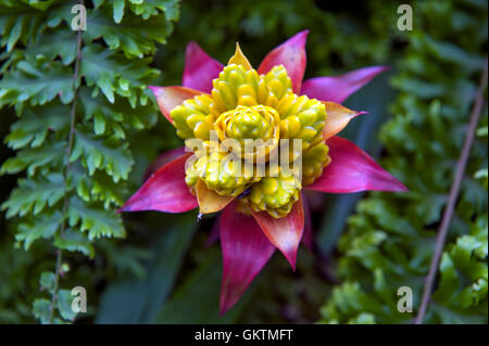 Bromeliad Guzmania (Bromelia), plant for indoor with brightly coloured roset flower Stock Photo