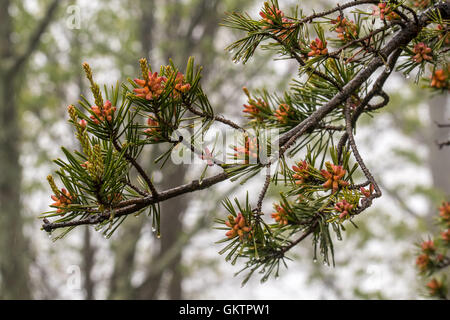 Wide View of Tiny Pine Cone Buds with rain drops Stock Photo