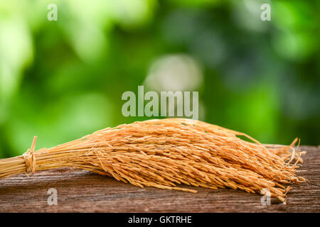 Jasmine rice in sack and paddy rice on old wooden table background with ...