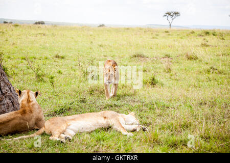 A lioness and her pride inside the massai mara game reserve, Kenya. Stock Photo