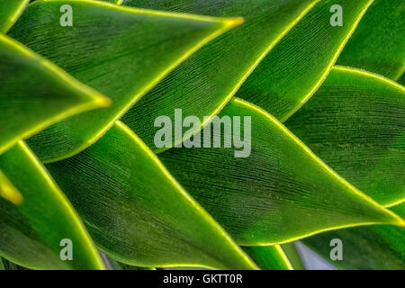 Close up of the sun shining on the spiky leaves of a monkey puzzle tree creating abtract shapes in bright green Stock Photo