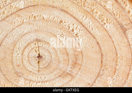 Growth rings of a recently felled pine tree. Likely Eastern White Pine,  Pinus strobus L. Stock Photo