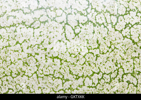 Ripe water melon peel texture close up Stock Photo