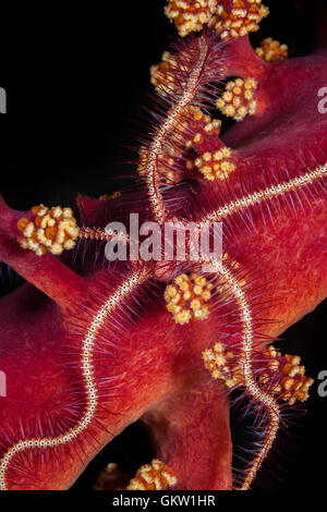 Brittle Starfish in Soft coral, Ophiothrix sp., Bali, Indonesia Stock Photo
