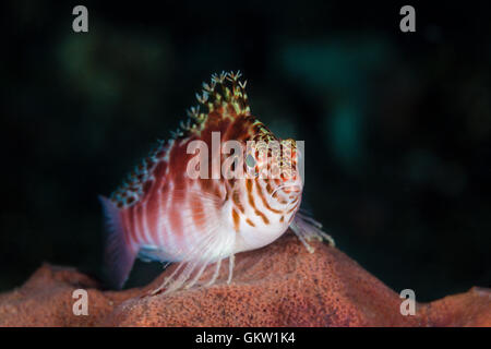 Threadfin Hawkfish, Cirrhitychthys aprinus, Bali, Indonesia Stock Photo