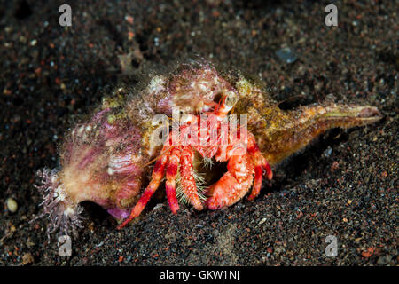 Anemone Hermit Crab, Dardanus pedunculatus, Bali, Indonesia Stock Photo