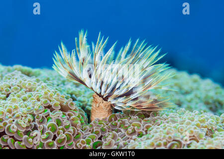 Feather Duster Worm, Sabellastarte sp., Ambon, Moluccas, Indonesia Stock Photo