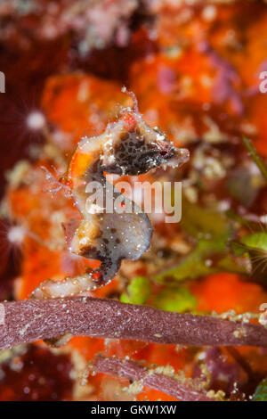 Pontohi Pygmy Seahorse, Hippocampus pontohi, Ambon, Moluccas, Indonesia Stock Photo