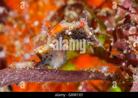 Pontohi Pygmy Seahorse, Hippocampus pontohi, Ambon, Moluccas, Indonesia Stock Photo