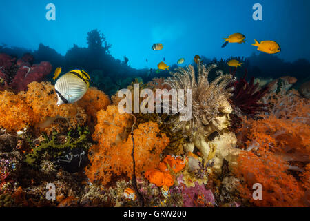 Vagabond Butterflyfish in Coral Reef, Chaetodon vagabundus, Ambon, Moluccas, Indonesia Stock Photo