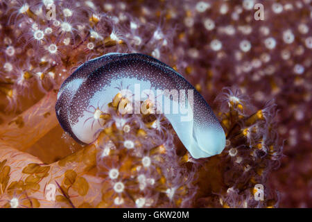 Headshield Slug, Chelidonura amoena, Ambon, Moluccas, Indonesia Stock Photo