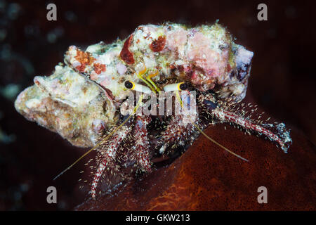 Hermit Crab, Dardanus lagopodes, Ambon, Moluccas, Indonesia Stock Photo