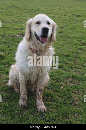 Muddy golden retriever Stock Photo