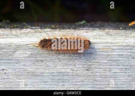 Phragmatobia fuliginosa, The ruby tiger caterpillar Stock Photo