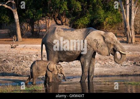 One elephant and its cub drinking water in the Chobe River, Chobe National Park, in Botswana, Africa Stock Photo