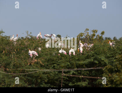 Many Painted Storks (mycteria,leucocephala) in tree tops in village.