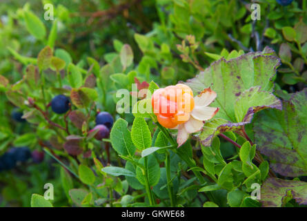 Cloudberry (Rubus chamaemorus), in the background Blueberries Stock Photo