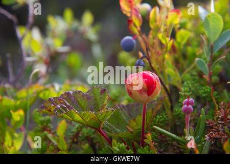 Cloudberry (Rubus chamaemorus), in the background Blueberries Stock Photo