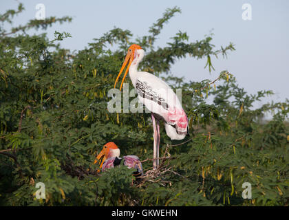 Pair of painted storks (mycteria,leucocephala) sitting in nest. Stock Photo