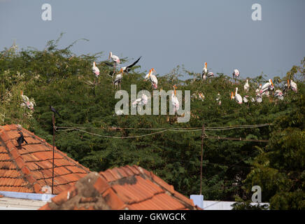 Many Painted Storks (mycteria,leucocephala) in tree tops in village.