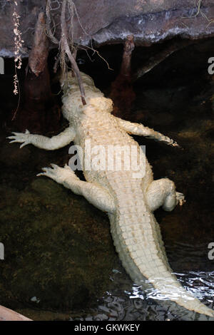 Rare white albino crocodile Stock Photo