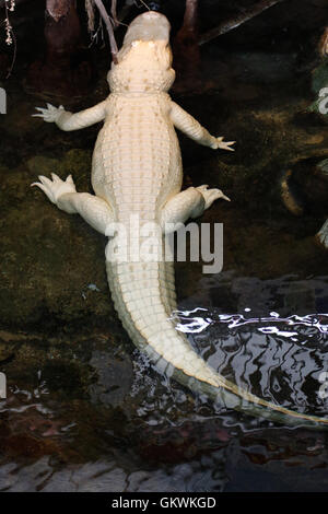 Rare white albino crocodile Stock Photo