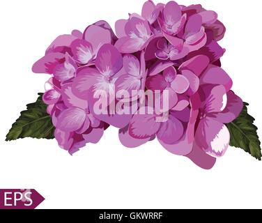 Vector blue realistic hydrangea, lavender. Illustration of flowers. Stock Vector