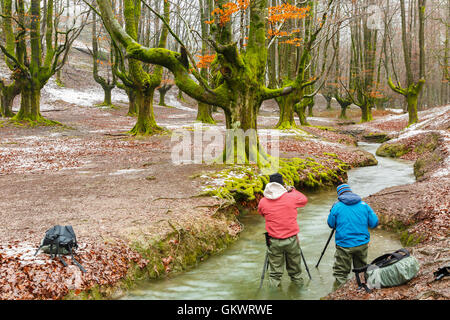 Beechwood, photographers and rivulet. Otzarreta, Gorbeia Natural Park, Biscay, Spain, Europe. Stock Photo