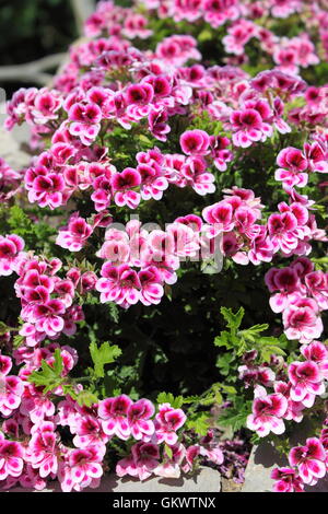 Pink azalea bush in springtime Stock Photo