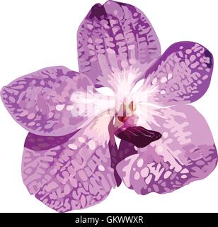 Violet orchid isolate vector pattern on white background. Stock Vector