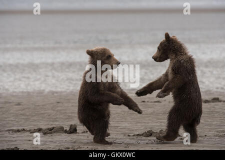 Alaskan brown bear cubs playing Stock Photo - Alamy
