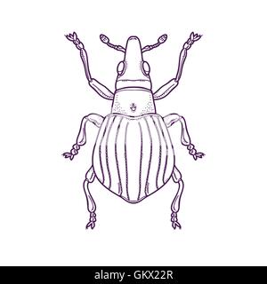 Vector Illustration of Outline Beetle Bug Insect Hand Drawn,  Apion artemisiae Stock Vector