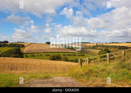 Harvest time on the Yorkshire wolds with golden wheat fields in a patchwork landscape under a blue cloudy sky.