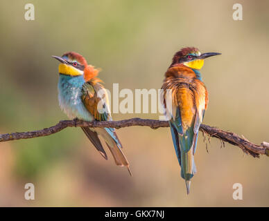 Two European Bee-eaters (Merops apiaster) perching on a branch