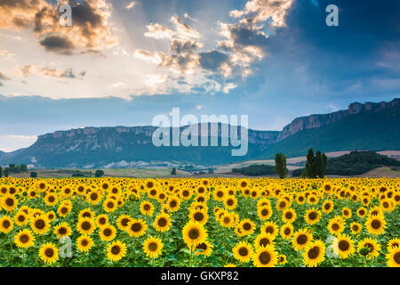 Sunflowers plantation. Tierra Estella county. Navarre, Spain, Europe. Stock Photo