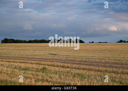 freshly harvested hay field  in Blaxhall village Suffolk England Stock Photo