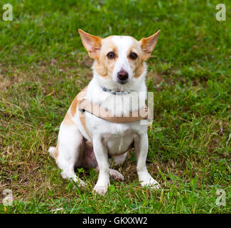 Kind mongrel dog sitting on the grass in the park. Stock Photo