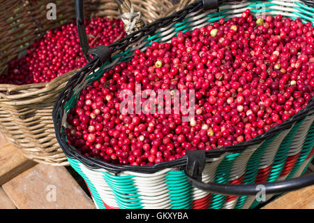 Two colorful wicker baskets full of red berries, outdoor cropped shot Stock Photo