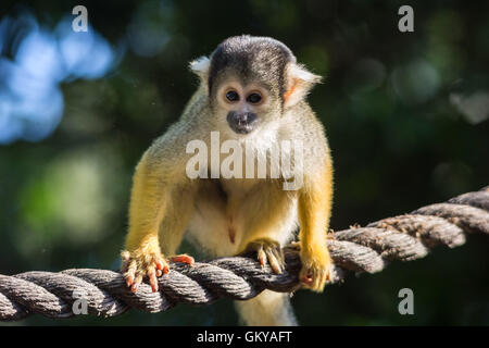 London, UK. 24th August, 2016. Black-capped squirrel monkeys seen as ZSL London Zoo holds its annual weigh-in of animals Credit:  Guy Corbishley/Alamy Live News Stock Photo