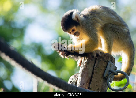 London, UK. 24th August, 2016. Black-capped squirrel monkeys seen as ZSL London Zoo holds its annual weigh-in of animals Credit:  Guy Corbishley/Alamy Live News Stock Photo