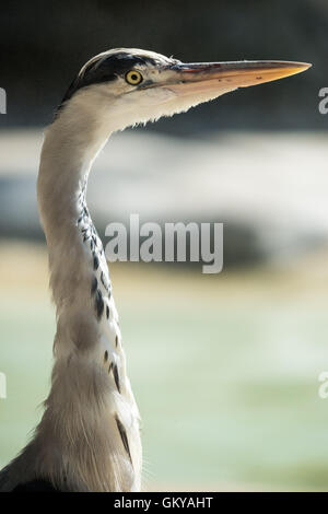 London, UK. 24th August, 2016. A grey Heron (Ardea cinerea) is seen during ZSL London Zoo’s annual weigh-in of animals Credit:  Guy Corbishley/Alamy Live News Stock Photo