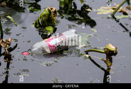 Melton Mowbray Leicestershire: August 24th 2016: UK records  hottest day temperature reached  33.9C, housands of our wildlife injured every year due to litter protect wildlife from harmful rubbish dispose of your rubbish responsibly. Credit: Clifford Norton/Alamy Live News Stock Photo