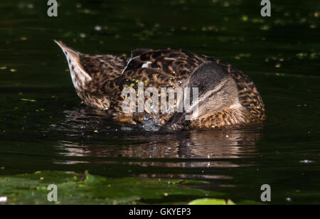 Melton Mowbray Leicestershire: August 24th 2016: UK records  hottest day temperature reached  33.9C, housands of our wildlife injured every year due to litter protect wildlife from harmful rubbish dispose of your rubbish responsibly. Credit: Clifford Norton/Alamy Live News Stock Photo