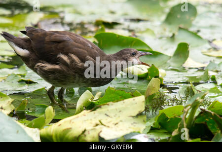 Melton Mowbray Leicestershire: August 24th 2016: UK records  hottest day temperature reached  33.9C, housands of our wildlife injured every year due to litter protect wildlife from harmful rubbish dispose of your rubbish responsibly. Credit: Clifford Norton/Alamy Live News Stock Photo